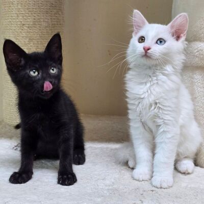 Kätzchen Maja und Kate möchten gern reisen, EKH Jungtier - Katze