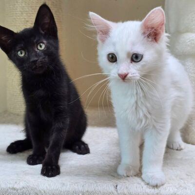 Kätzchen Maja und Kate möchten gern reisen, EKH Jungtier - Katze