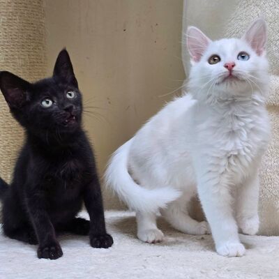 Kätzchen Maja und Kate möchten gern reisen, EKH Jungtier - Katze