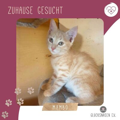 Kätzchen Mambo möchte Deine Welt erobern, EKH Jungtier - Katze