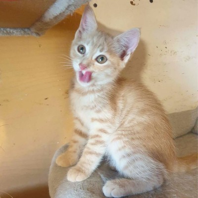 Kätzchen Mambo möchte Deine Welt erobern, EKH Jungtier - Katze