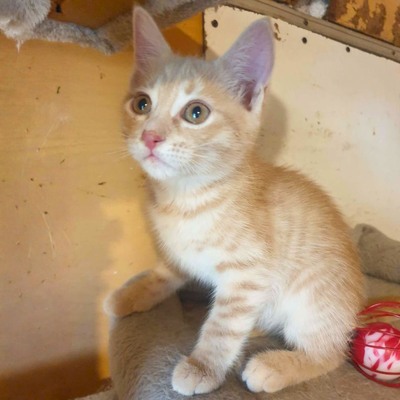 Kätzchen Mambo möchte Deine Welt erobern, EKH Jungtier - Katze