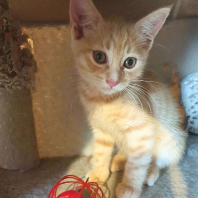 Kätzchen Mambo möchte Deine Welt erobern, EKH Jungtier - Katze