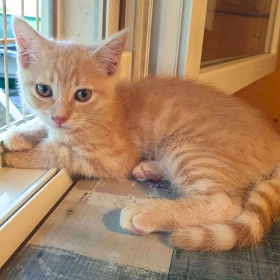 Kätzchen Mambo möchte Deine Welt erobern, EKH Jungtier - Katze