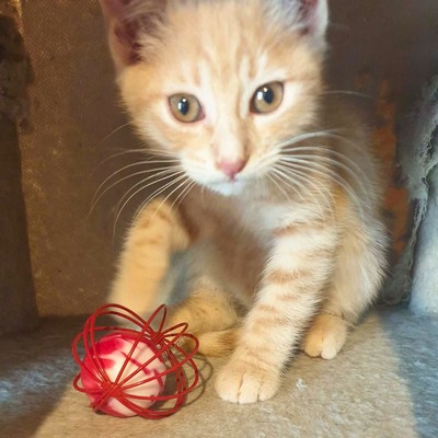 Kätzchen Mambo möchte Deine Welt erobern, EKH Jungtier - Katze