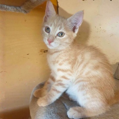 Kätzchen Mambo möchte Deine Welt erobern, EKH Jungtier - Katze