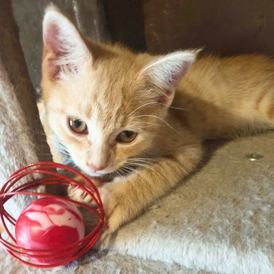 Kätzchen Mambo möchte Deine Welt erobern, EKH Jungtier - Katze