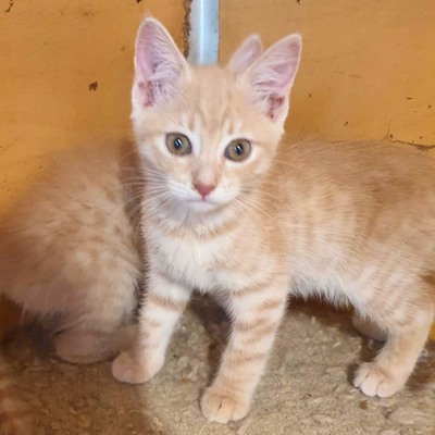 Kätzchen Mambo möchte Deine Welt erobern, EKH Jungtier - Katze