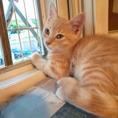 Kätzchen Mambo möchte Deine Welt erobern, EKH Jungtier - Katze