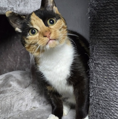 Kätzchen Melba ist neugierig auf Deine Welt, EKH Jungtier - Katze