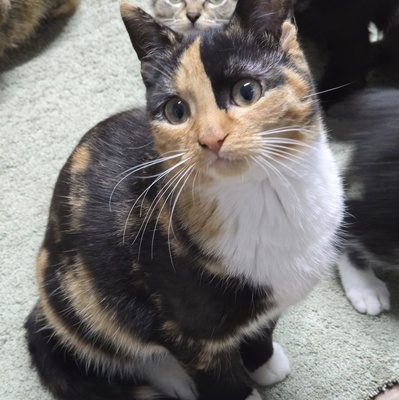Kätzchen Melba ist neugierig auf Deine Welt, EKH Jungtier - Katze