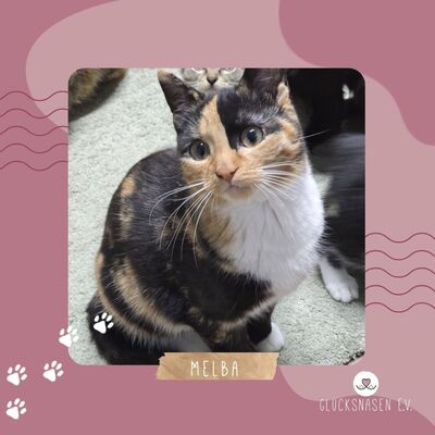 Kätzchen Melba wartet auf Post, EKH - Katze