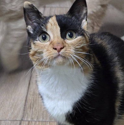 Kätzchen Melba wartet auf Post, EKH - Katze