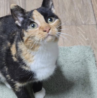 Kätzchen Melba wartet auf Post, EKH - Katze