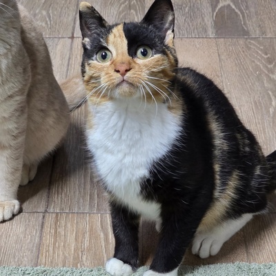 Kätzchen Melba wartet auf Post, EKH - Katze