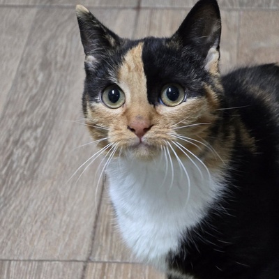 Kätzchen Melba wartet auf Post, EKH - Katze