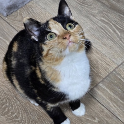 Kätzchen Melba wartet auf Post, EKH - Katze