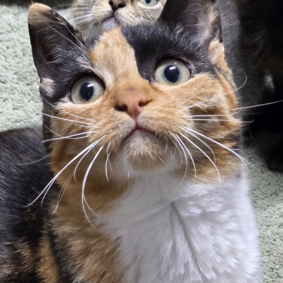 Kätzchen Melba wartet auf Post, EKH - Katze