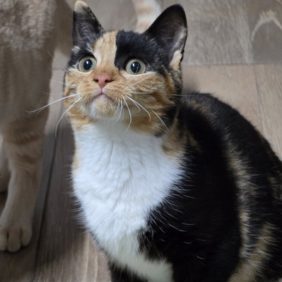 Kätzchen Melba wartet auf Post, EKH - Katze