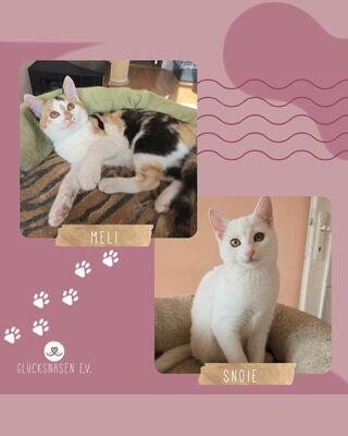 Kätzchen Meli und Snoie suchen ihr Körbchen, EKH Jungtier - Katze