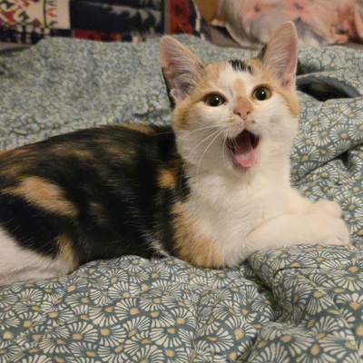 Kätzchen Meli und Snoie suchen ihr Körbchen, EKH Jungtier - Katze