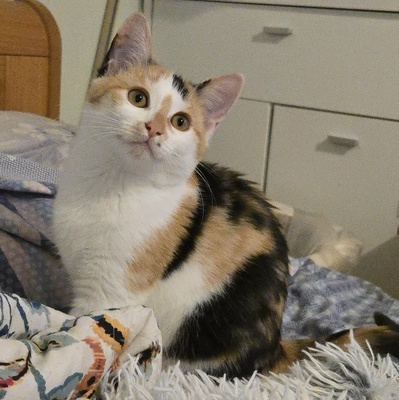 Kätzchen Meli und Snoie suchen ihr Körbchen, EKH Jungtier - Katze