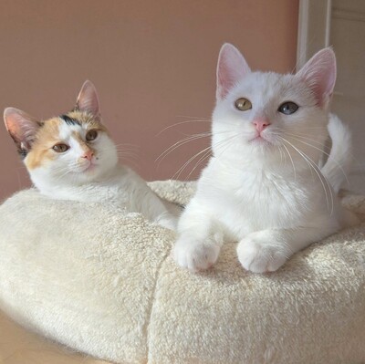 Kätzchen Meli und Snoie suchen ihr Körbchen, EKH Jungtier - Katze