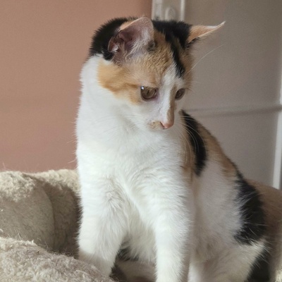 Kätzchen Meli und Snoie suchen ihr Körbchen, EKH Jungtier - Katze