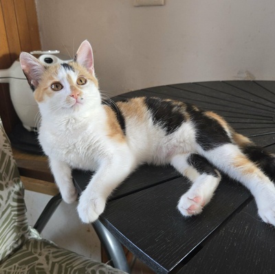 Kätzchen Meli und Snoie suchen ihr Körbchen, EKH Jungtier - Katze