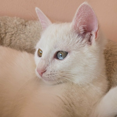 Kätzchen Meli und Snoie suchen ihr Körbchen, EKH Jungtier - Katze