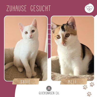 Kätzchen Meli und Snoie suchen ihr Körbchen, EKH Jungtier - Katze