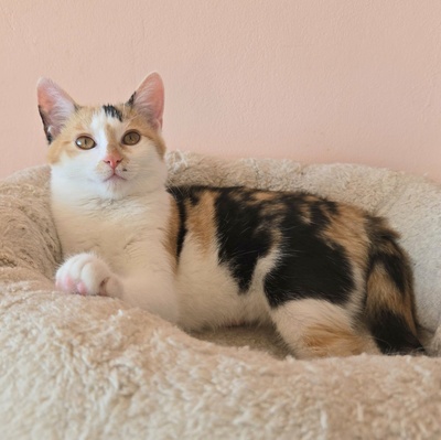 Kätzchen Melie und Snoie suchen ihr Körbchen, EKH Jungtier - Katze