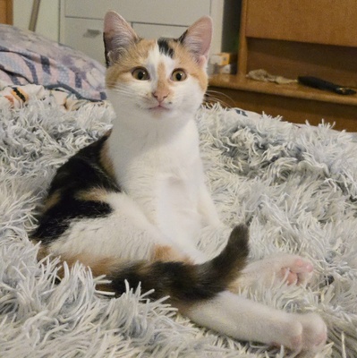 Kätzchen Melie und Snoie suchen ihr Körbchen, EKH Jungtier - Katze