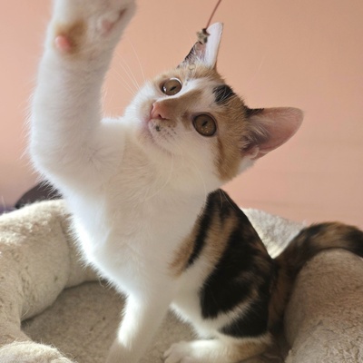 Kätzchen Melie und Snoie suchen ihr Körbchen, EKH Jungtier - Katze