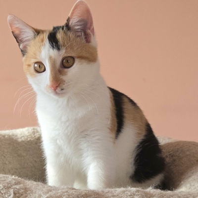 Kätzchen Melie und Snoie suchen ihr Körbchen, EKH Jungtier - Katze