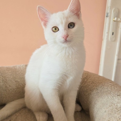 Kätzchen Melie und Snoie suchen ihr Körbchen, EKH Jungtier - Katze