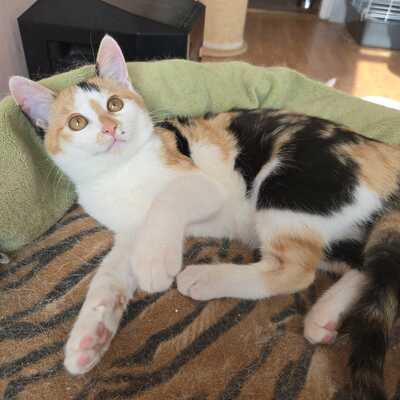 Kätzchen Melie und Snoie suchen ihr Körbchen, EKH Jungtier - Katze