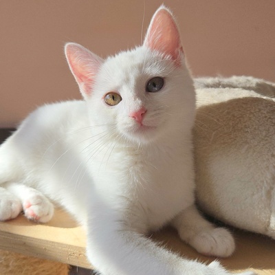 Kätzchen Melie und Snoie suchen ihr Körbchen, EKH Jungtier - Katze