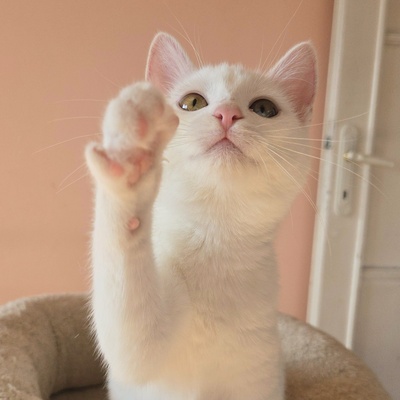 Kätzchen Melie und Snoie suchen ihr Körbchen, EKH Jungtier - Katze