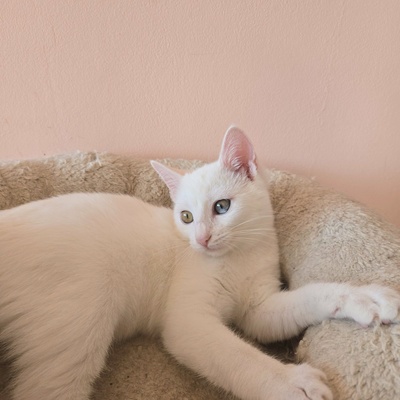 Kätzchen Melie und Snoie suchen ihr Körbchen, EKH Jungtier - Katze