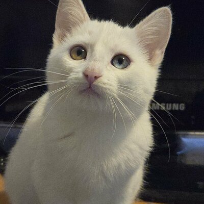 Kätzchen Melie und Snoie suchen ihr Körbchen, EKH Jungtier - Katze