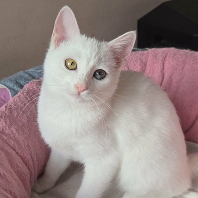 Kätzchen Melie und Snoie suchen ihr Körbchen, EKH Jungtier - Katze