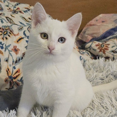 Kätzchen Melie und Snoie suchen ihr Körbchen, EKH Jungtier - Katze