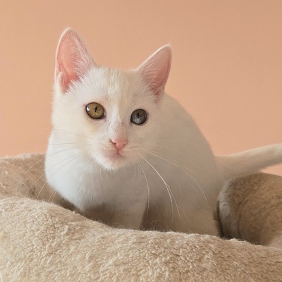 Kätzchen Melie und Snoie suchen ihr Körbchen, EKH Jungtier - Katze