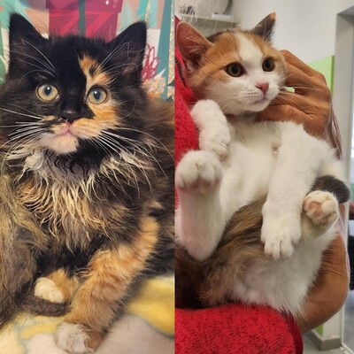 Kätzchen Melody und Zoe suchen Ihre Dosis, EKH Jungtier - Katze