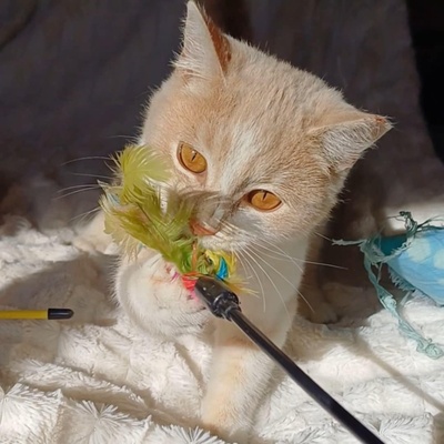 Kätzchen Merah möchte gern ihren Koffer packen, EKH Jungtier - Katze