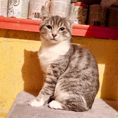 Kätzchen Millie sucht ihr Körbchen, EKH Jungtier - Katze