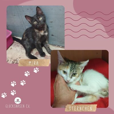 Kätzchen Mira und Sternchen schmusen gern, EKH Jungtier - Katze