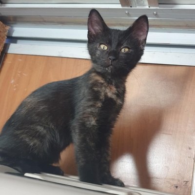 Kätzchen Mira und Sternchen schmusen gern, EKH Jungtier - Katze