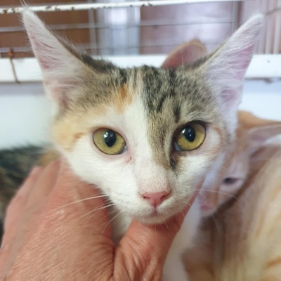 Kätzchen Mira und Sternchen schmusen gern, EKH Jungtier - Katze